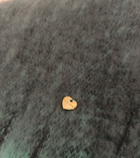 DAMENSCHAL SI2887 36X200 Tellini S.R.L. Großhandelskleidung